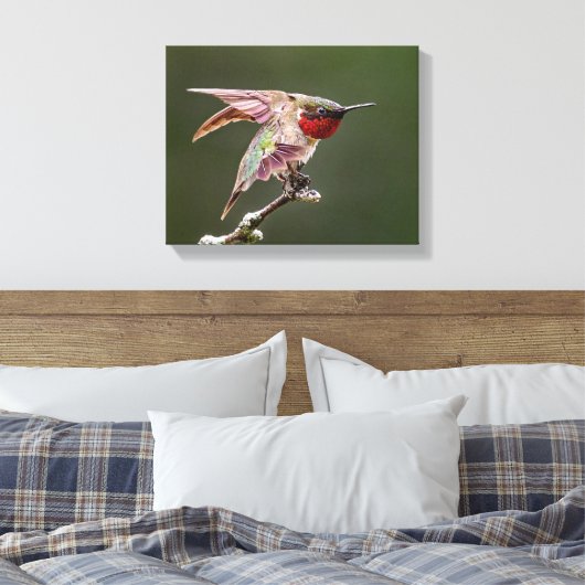 Hummingbird Stretches Fotoprint Canvas Afdruk (Insitu (Slaapkamer))