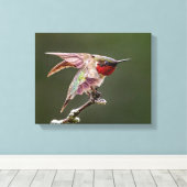 Hummingbird Stretches Fotoprint Canvas Afdruk (Insitu (Houten vloer))