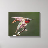 Hummingbird Stretches Fotoprint Canvas Afdruk (Voorkant)