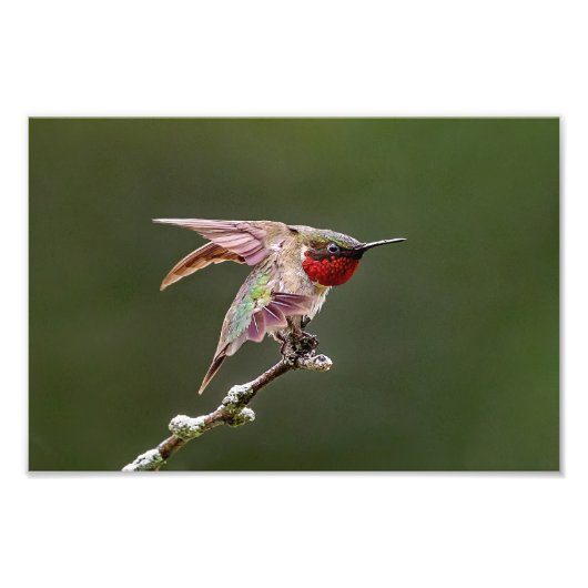 Hummingbird Stretches Fotoprint Foto Afdruk (Voorkant)
