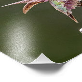 Hummingbird Stretches Fotoprint Foto Afdruk (Hoek)