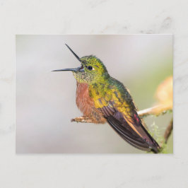 Hummingbird Talking with Open Beak Briefkaart