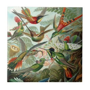 Hummingbird Tile Tegeltje