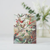 Hummingbird, Trochilidae Kolibris, door Ernst Haec Briefkaart (Staand voorkant)