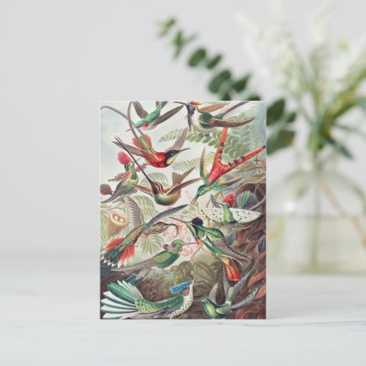 Hummingbird, Trochilidae Kolibris, door Ernst Haec Briefkaart (Staand voorkant)