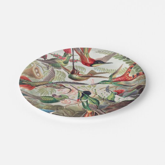 Hummingbird, Trochilidae Kolibris, door Ernst Haec Papieren Bordje (Gekanteld)