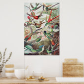 Hummingbird, Trochilidae Kolibris, door Ernst Haec Poster (Keuken)