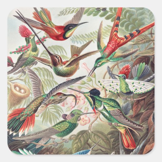 Hummingbird, Trochilidae Kolibris, door Ernst Haec Vierkante Sticker (Voorkant)