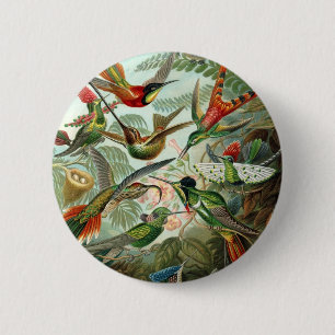 Hummingbird (Trochilidae) van Haeckel Button