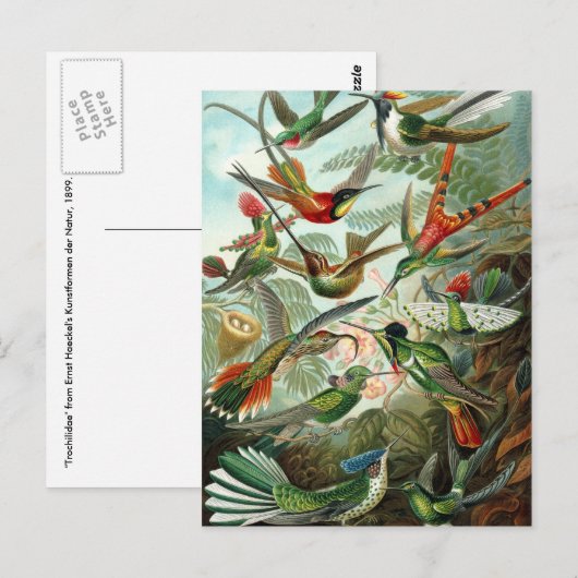 Hummingbird (Trochilidae) van het Briefkaart Haeck (Voorkant / Achterkant)