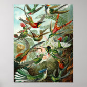 Hummingbird (Trochilidae) van het Poster Haeckel (Voorkant)