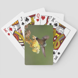 Hummingbird Voeding op Honeycomb Boeddleia Pokerkaarten