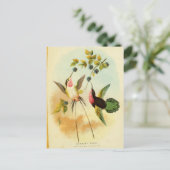 Hummingbird, vogelillustratie, vogelkunst, briefkaart (Staand voorkant)