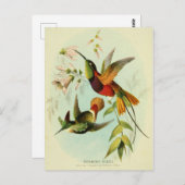 Hummingbird, vogelillustratie, vogelkunst,  briefkaart (Voorkant / Achterkant)