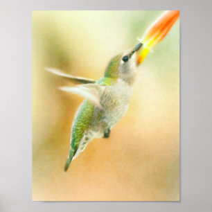 Hummingbird vroeg in de ochtend poster