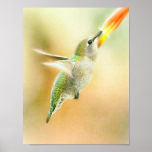 Hummingbird vroeg in de ochtend poster (Voorkant)