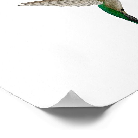 Hummingbird Welcome Wedding Poster (Hoek)