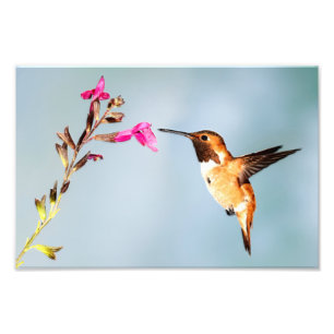 Hummingbird Wild in Natuur Foto Afdruk