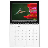 Hummingbirds 2026 Monthly Calendar By Tom Minutolo Kalender (Feb 2026)