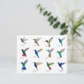 Hummingbirds  Postcard Briefkaart (Staand voorkant)