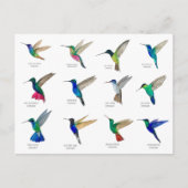 Hummingbirds  Postcard Briefkaart (Voorkant)