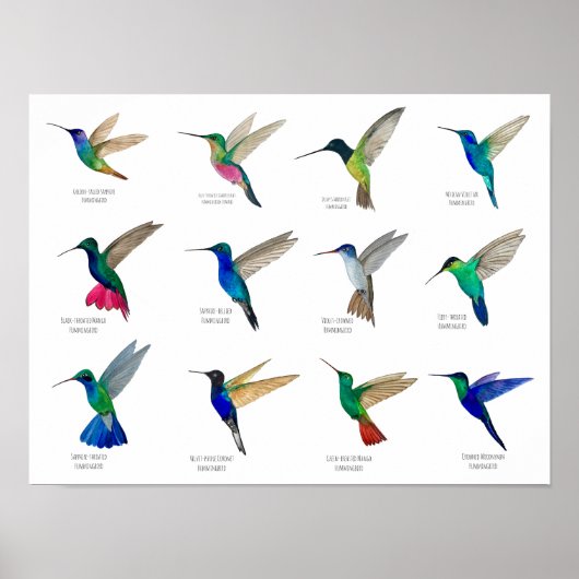 Hummingbirds  poster (Voorkant)