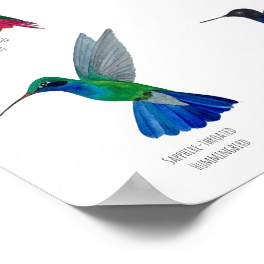 Hummingbirds poster (Hoek)