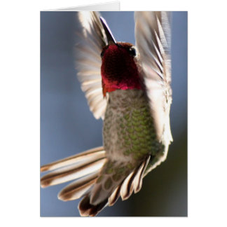 Hummingvogel