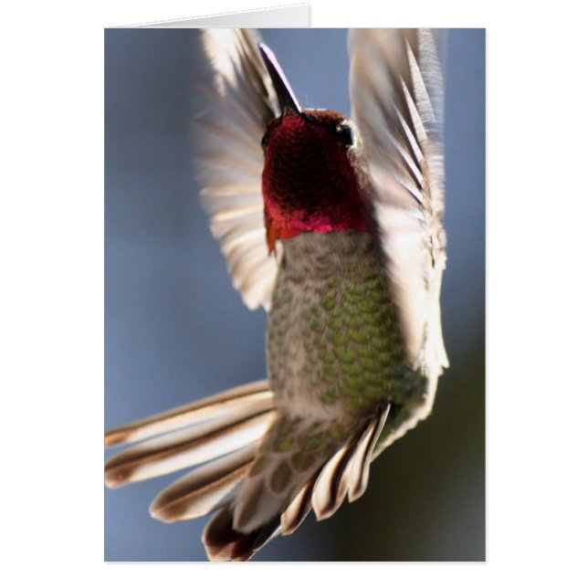 Hummingvogel (Voorkant)