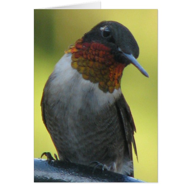 Hummingvogel (Voorkant)