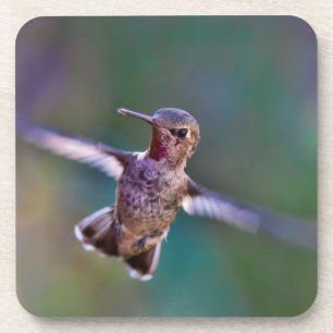 Hummingvogel Bier Onderzetter