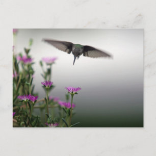 Hummingvogel Briefkaart