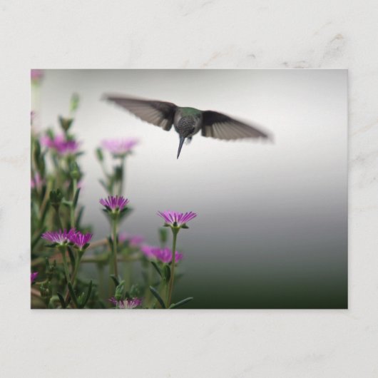 Hummingvogel Briefkaart (Voorkant)