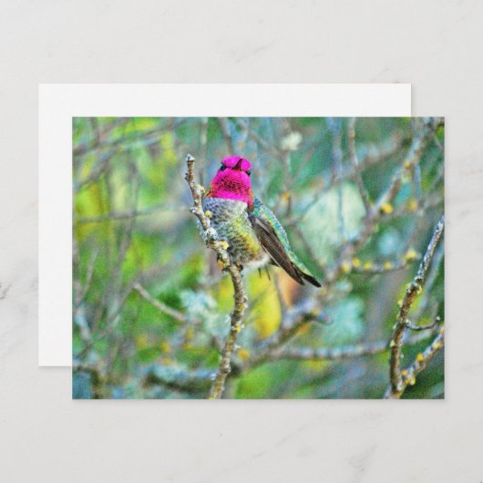 Hummingvogel Briefkaart (Voorkant / Achterkant)