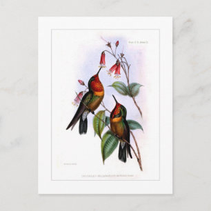 Hummingvogel Briefkaart