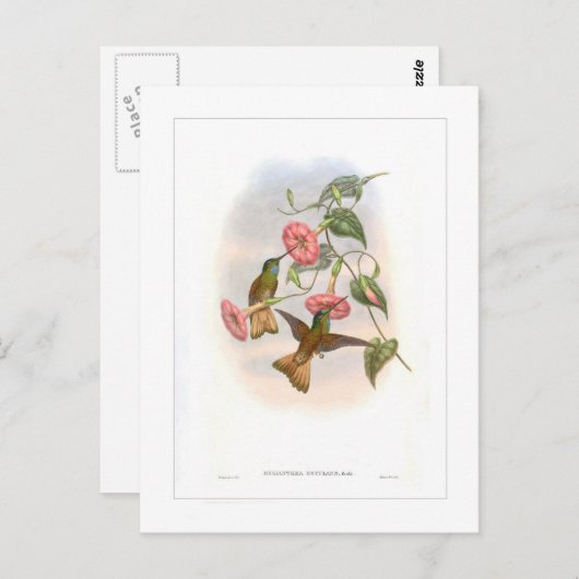 Hummingvogel Briefkaart (Voorkant / Achterkant)