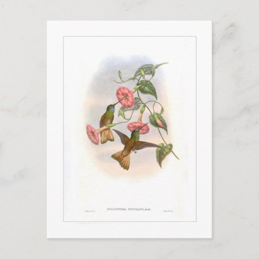 Hummingvogel Briefkaart (Voorkant)