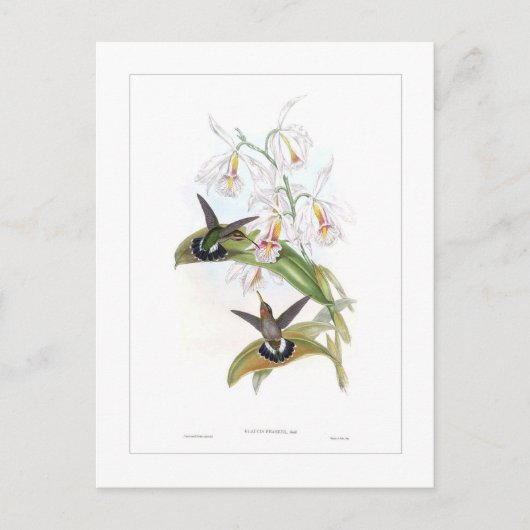 Hummingvogel Briefkaart (Voorkant)