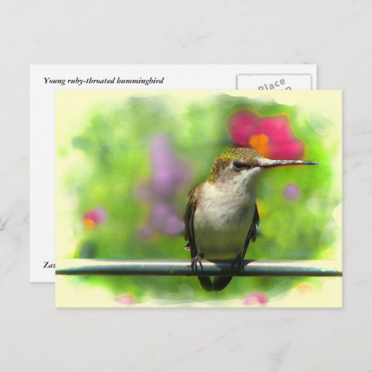 Hummingvogel Briefkaart (Voorkant / Achterkant)