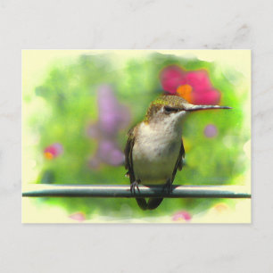 Hummingvogel Briefkaart