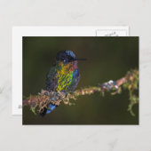 Hummingvogel Briefkaart (Voorkant / Achterkant)