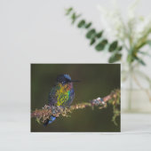 Hummingvogel Briefkaart (Staand voorkant)
