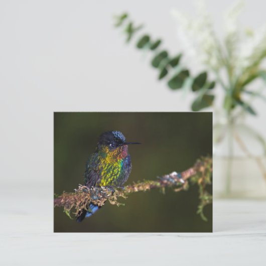 Hummingvogel Briefkaart (Staand voorkant)
