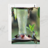 Hummingvogel Briefkaart (Voorkant / Achterkant)