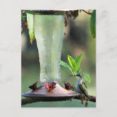 Hummingvogel Briefkaart (Voorkant)