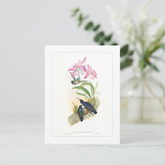 Hummingvogel Briefkaart (Staand voorkant)