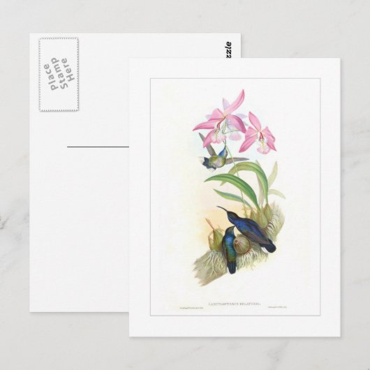 Hummingvogel Briefkaart (Voorkant / Achterkant)