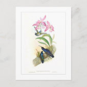 Hummingvogel Briefkaart (Voorkant)