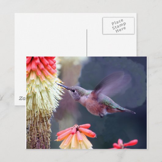 Hummingvogel Briefkaart (Voorkant / Achterkant)
