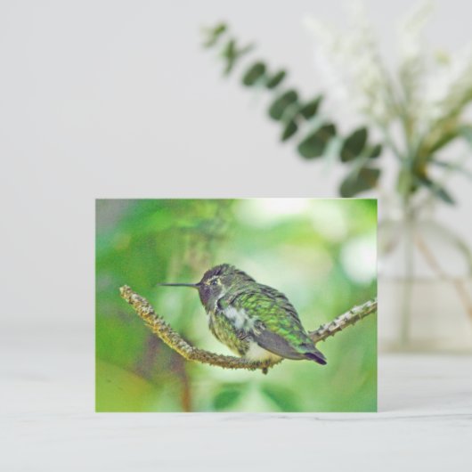 Hummingvogel Briefkaart (Staand voorkant)